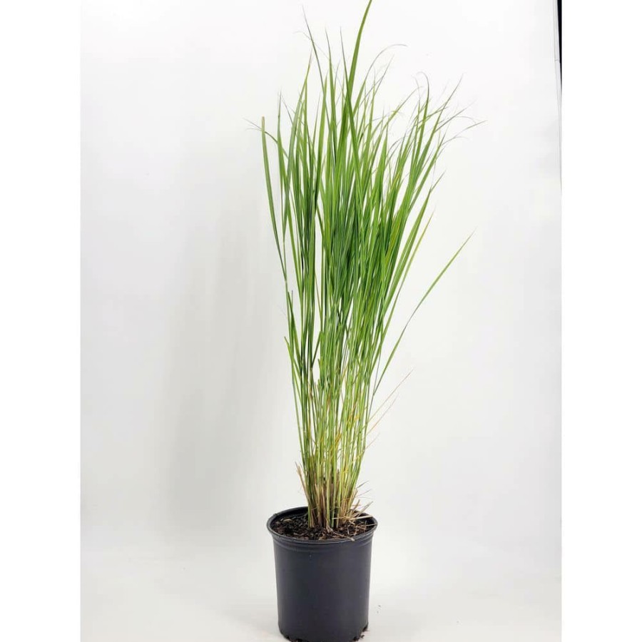 Outdoor Plants * | Best Reviews Of 1 Gal. Northwind Switch Grass (Panicum Virgatum) Live Ornamental Grass Plant By Bell Nursery