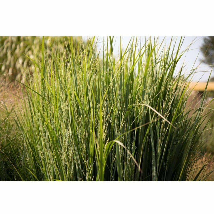 Outdoor Plants * | Best Reviews Of 1 Gal. Northwind Switch Grass (Panicum Virgatum) Live Ornamental Grass Plant By Bell Nursery