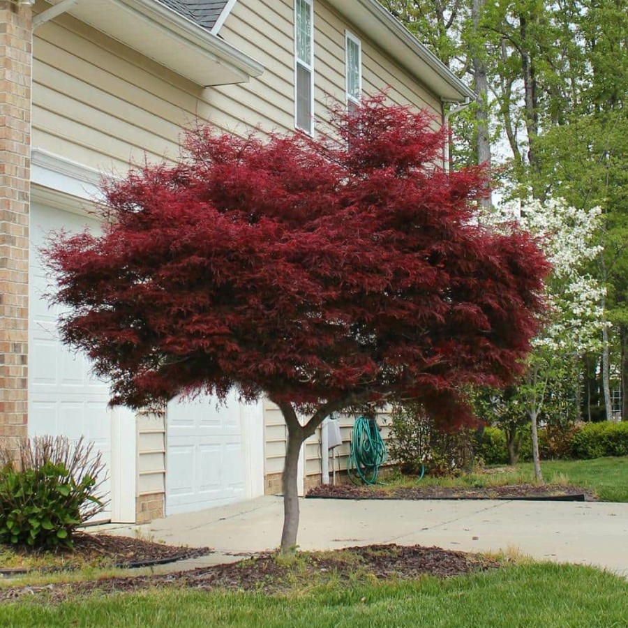 Outdoor Plants * | Hot Sale 2 Gal. Bloodgood Japanese Maple Tree Cold Hardy, Compact Form By Online Orchards