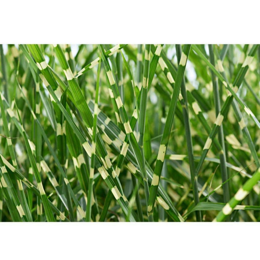 Outdoor Plants * | Outlet 1 Gal. Little Zebra Miscanthus Compact, White-Striped, Ornamental Grass Favorite By Online Orchards