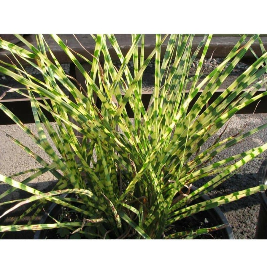 Outdoor Plants * | Outlet 1 Gal. Little Zebra Miscanthus Compact, White-Striped, Ornamental Grass Favorite By Online Orchards