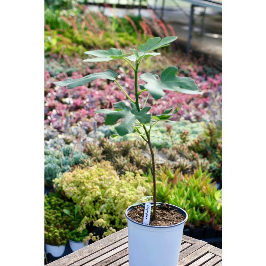 Outdoor Plants * | Cheap Olympian Fig Tree Live Plant In A 4 In. Pot Ficus Carica 'Olympian' Edible Fruit Tree For The Patio And Garden By Wekiva Foliage