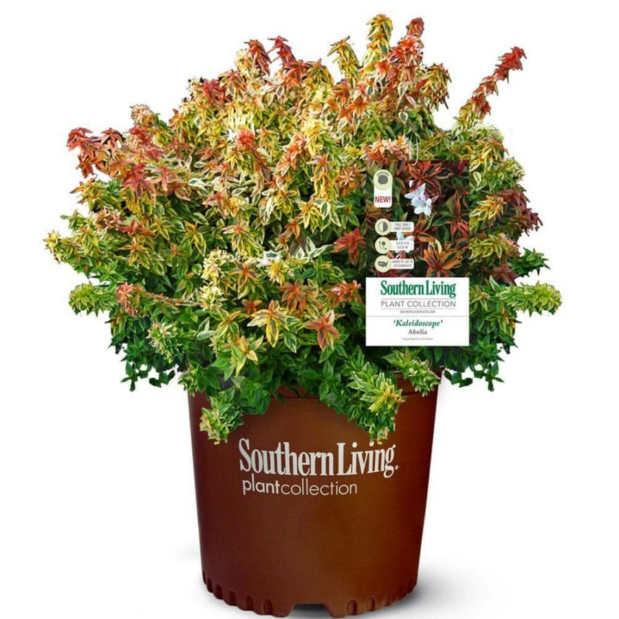 Outdoor Plants * | New 2 Gal. Kaleidoscope Abelia Plant With Chameleon-Like Foliage That Blooms White Flowers By Southern Living