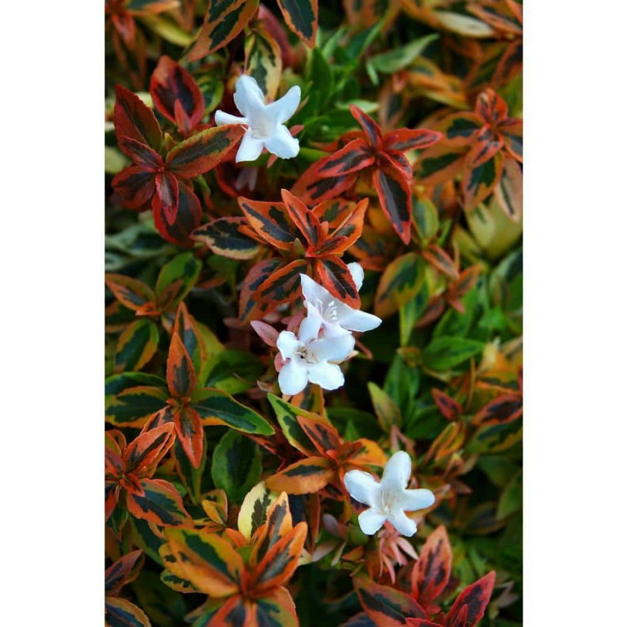 Outdoor Plants * | New 2 Gal. Kaleidoscope Abelia Plant With Chameleon-Like Foliage That Blooms White Flowers By Southern Living