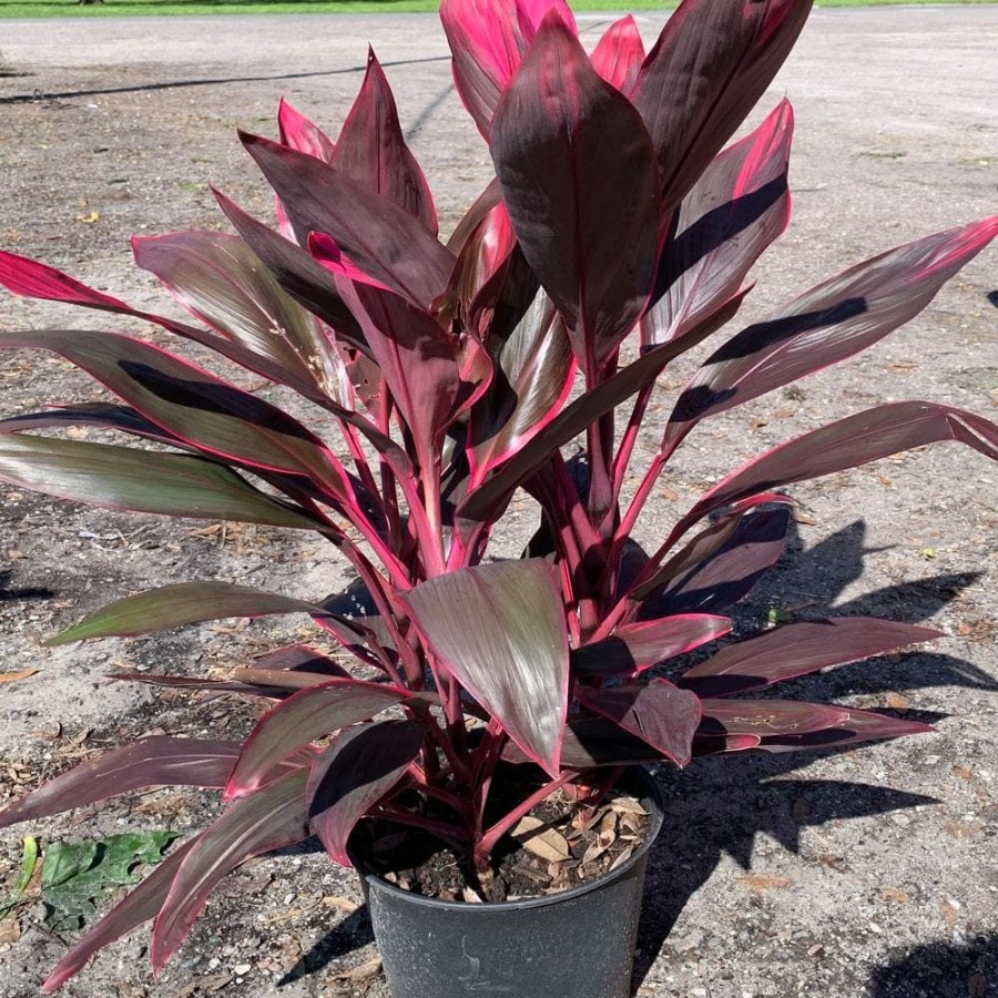 Outdoor Plants * | Top 10 3 Gal. Red Sister Hawaiian Ti Cordyline Plant With Red Foliage By Onlineplantcenter