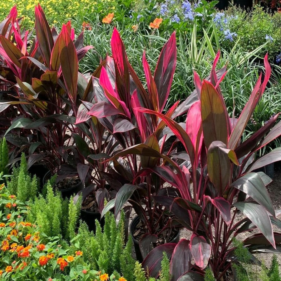 Outdoor Plants * | Top 10 3 Gal. Red Sister Hawaiian Ti Cordyline Plant With Red Foliage By Onlineplantcenter