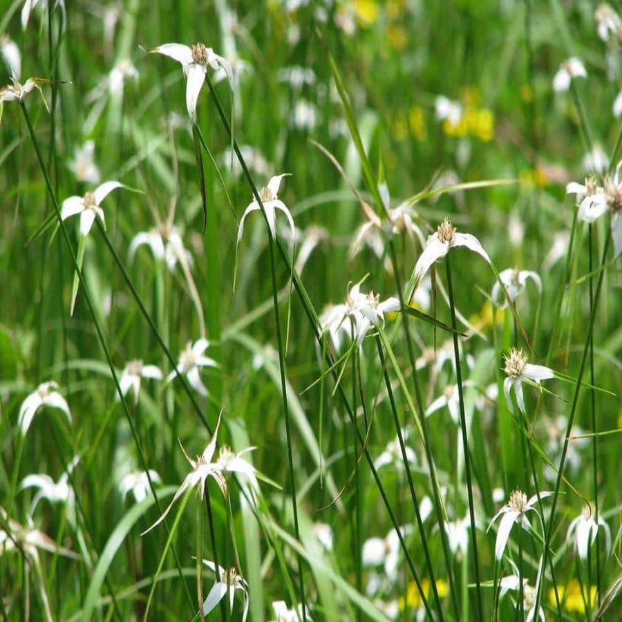 Outdoor Plants * | Flash Sale Givhandys 4 In. Potted Star Sedge Bog/Marginal Aquatic Pond Plant By Unbranded