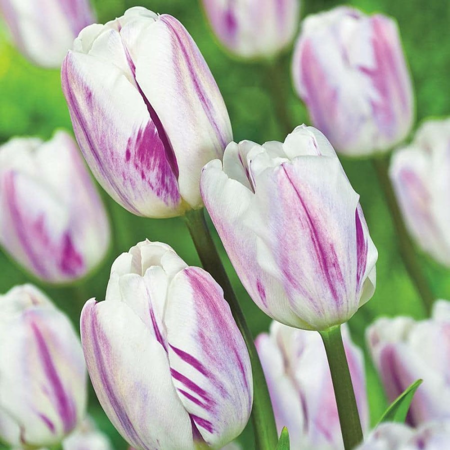 Outdoor Plants * | Brand New Flaming Flag Triumph Tulip Bulb Mixture (25-Pack) By Van Bourgondien