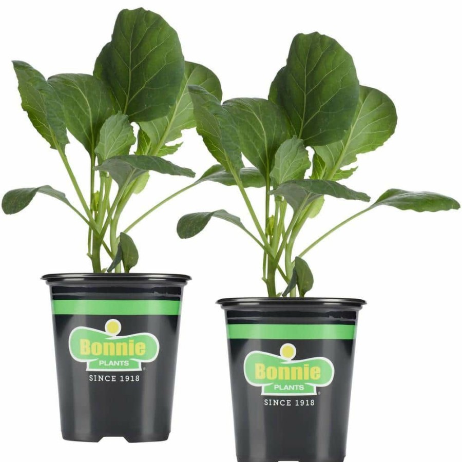 Outdoor Plants * | Cheap 19 Oz. Lieutenant Broccoli Plant (2-Pack) By Bonnie Plants