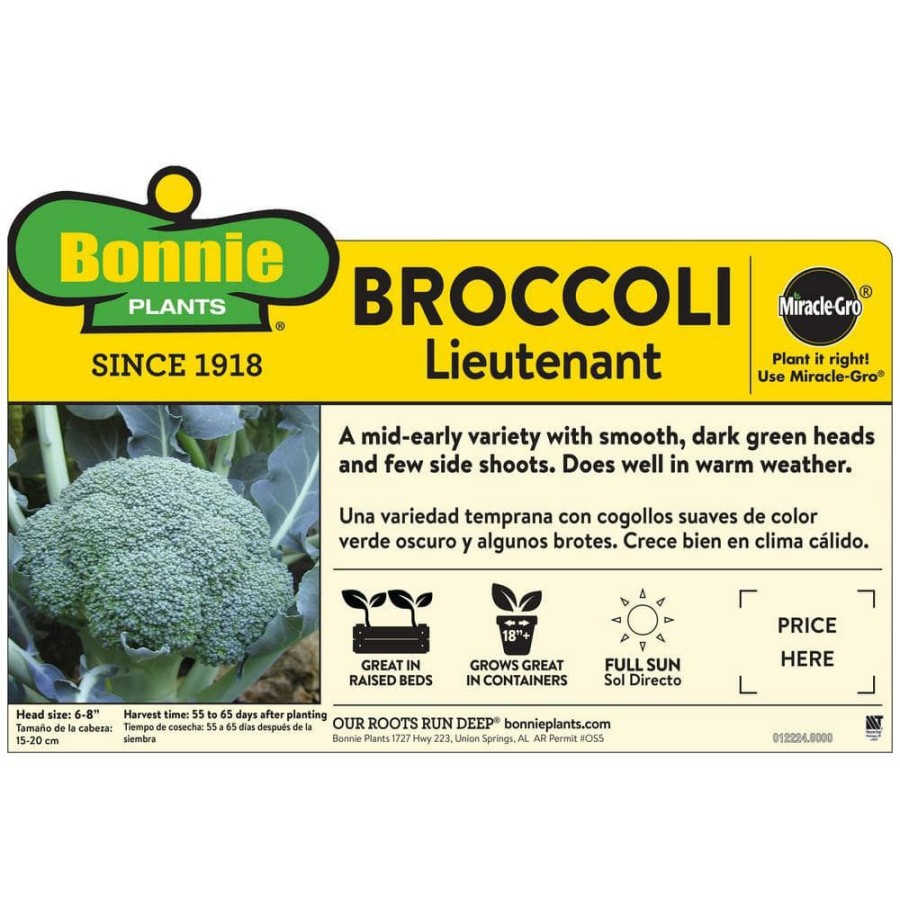 Outdoor Plants * | Cheap 19 Oz. Lieutenant Broccoli Plant (2-Pack) By Bonnie Plants