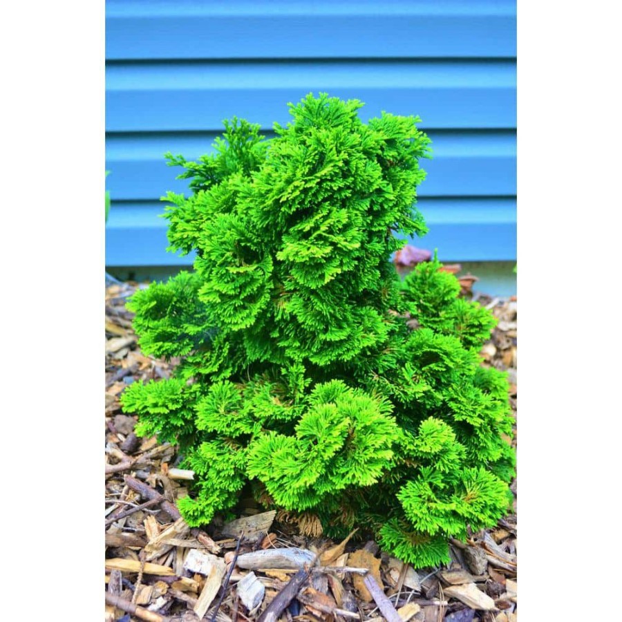 Outdoor Plants * | Brand New 1 Gal. Dwarf Hinoki Cypress Shrub With Deep Green Coniferous Evergreen Foliage By Online Orchards