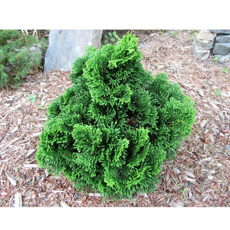 Outdoor Plants * | Brand New 1 Gal. Dwarf Hinoki Cypress Shrub With Deep Green Coniferous Evergreen Foliage By Online Orchards