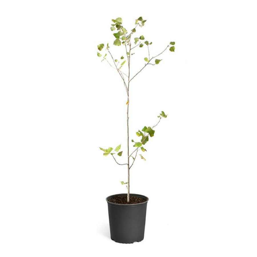 Outdoor Plants * | Buy 2 Gal. Hybrid Poplar Tree By Brighter Blooms