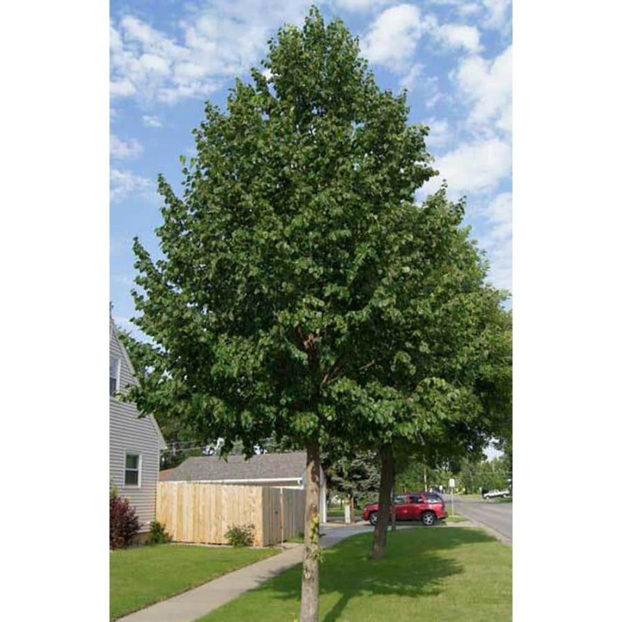 Outdoor Plants * | Buy 2 Gal. Hybrid Poplar Tree By Brighter Blooms