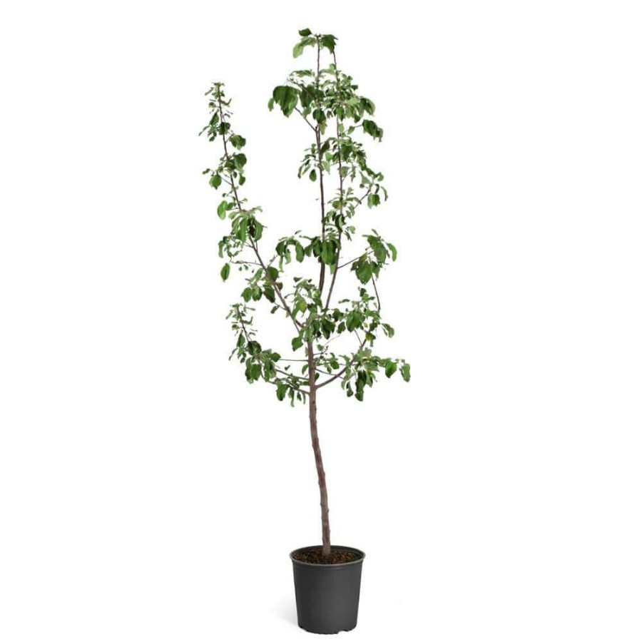 Outdoor Plants * | Promo 5 Gal. Gala Apple Tree By Brighter Blooms