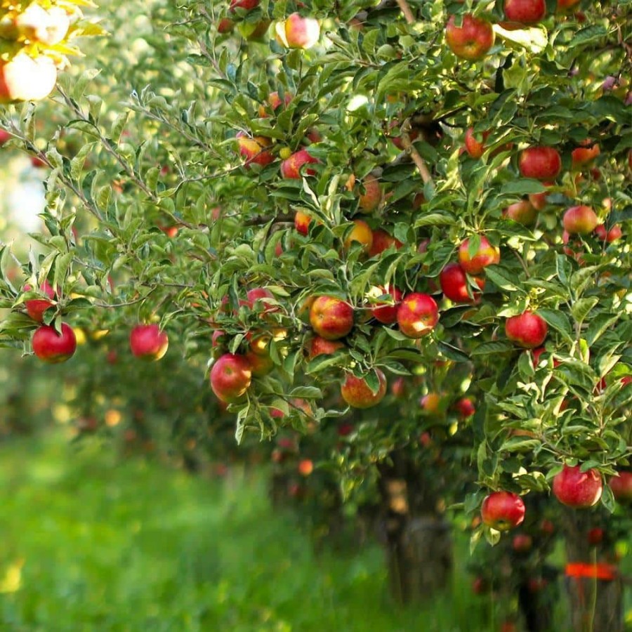 Outdoor Plants * | Promo 5 Gal. Gala Apple Tree By Brighter Blooms