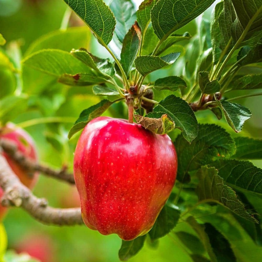 Outdoor Plants * | Cheap 1 Gal. Red Delicious Apple Tree By Unbranded