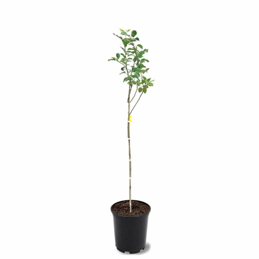 Outdoor Plants * | Cheap 1 Gal. Red Delicious Apple Tree By Unbranded