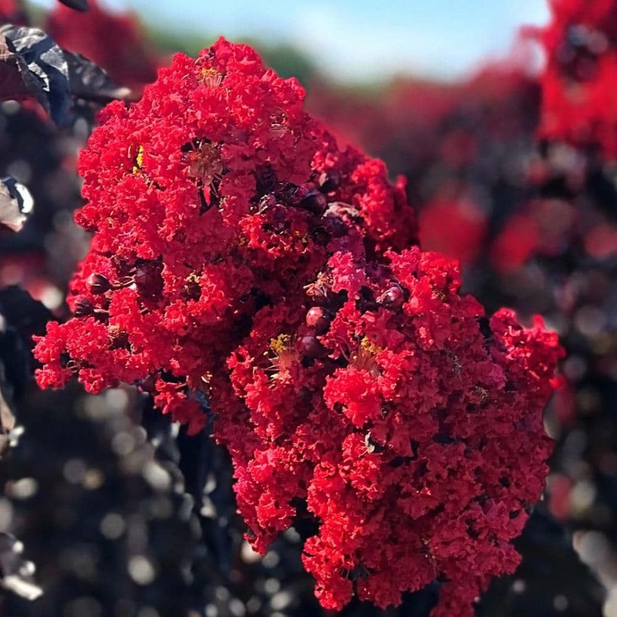 Outdoor Plants * | Flash Sale 1 Gal. Crimson Red Black Diamond Crape Myrtle Tree