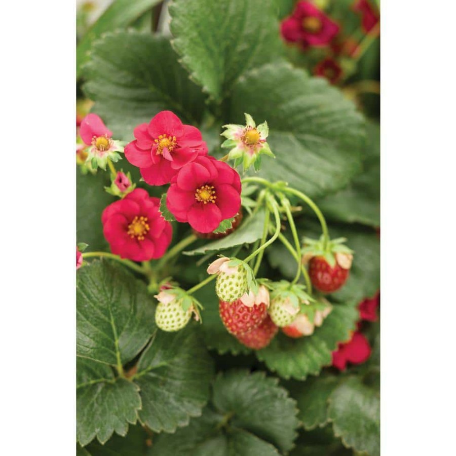 Outdoor Plants * | Best Pirce 4.25 In. Grande Berried Treasure Red Strawberry (Fragaria) Live Plant, Red Strawberries (4-Pack) By Proven Winners