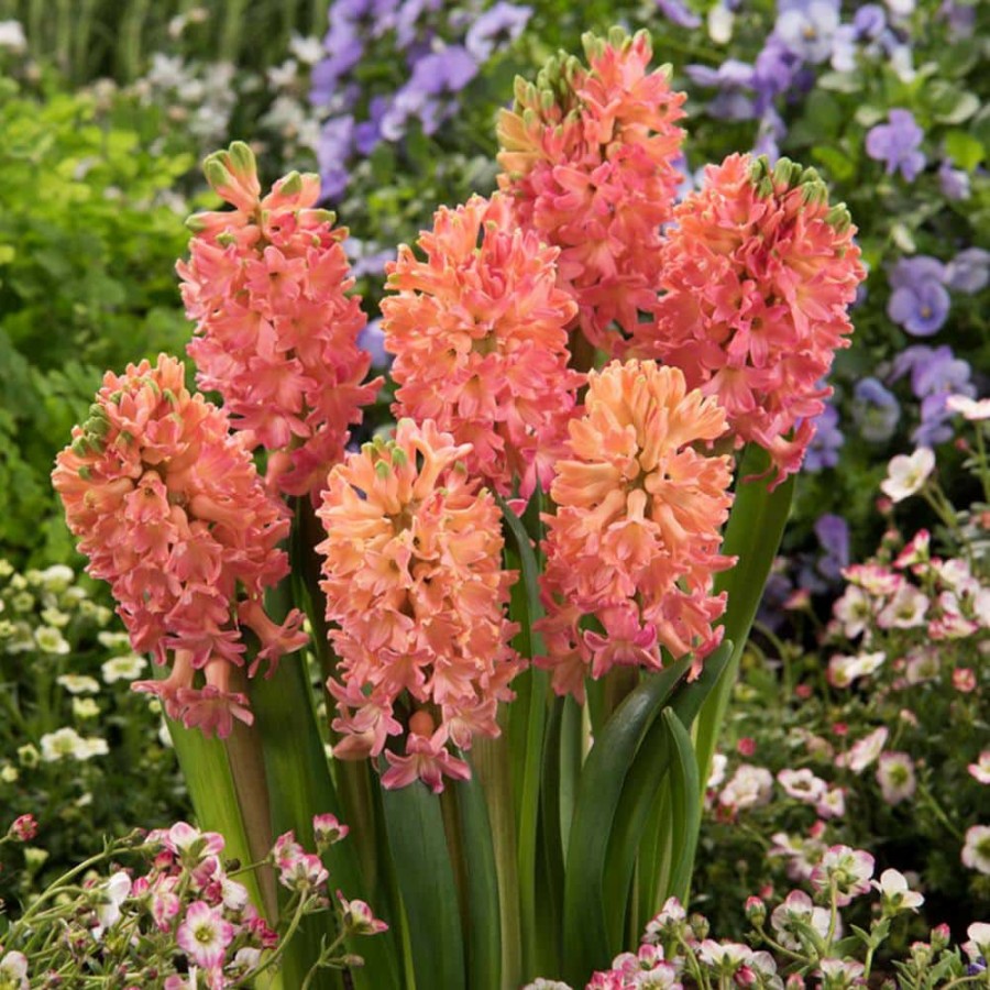 Outdoor Plants * | Budget Hyacinths Sweet Invitation Bulbs (10-Pack) By Van Zyverden