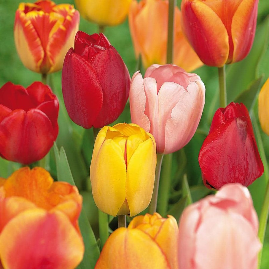 Outdoor Plants * | Coupon Tulips Bulbs Darwin Hybrid Mixture (Set Of 100 Mammoth) By Van Zyverden