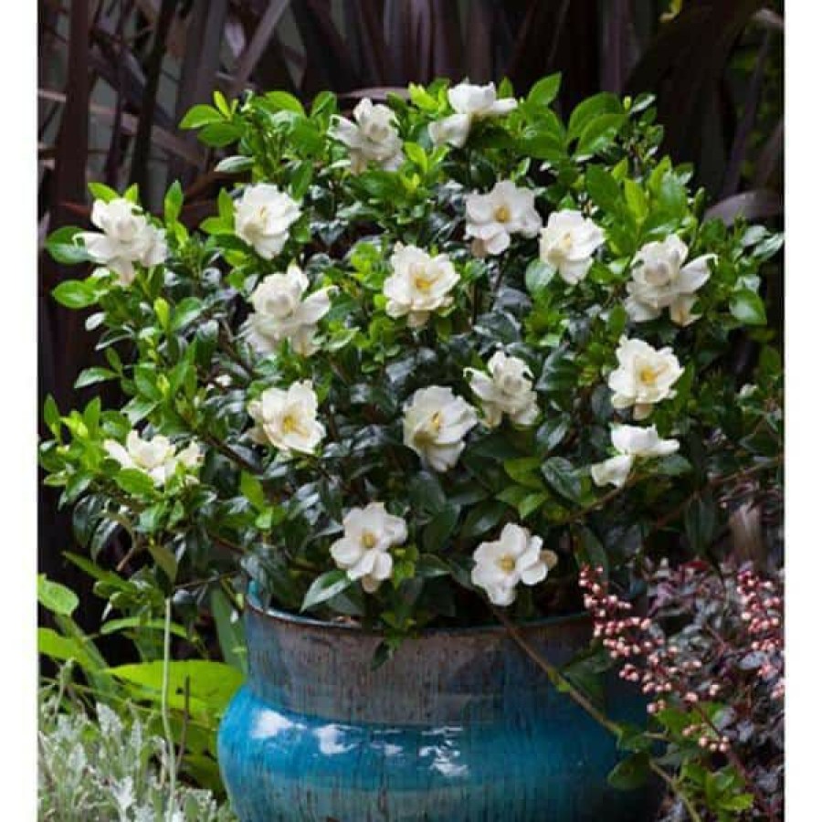 Outdoor Plants * | Outlet 2 Gal. Jubilation Gardenia, Live Evergreen Shrub, White Fragrant Blooms By Southern Living Plant Collection