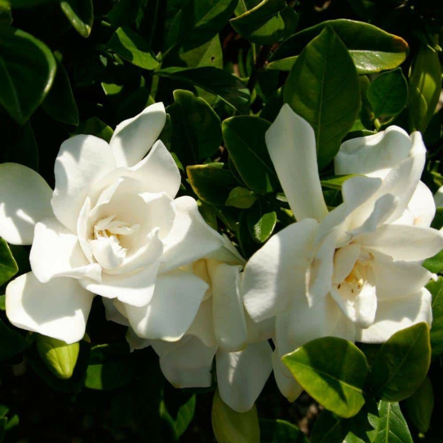 Outdoor Plants * | Outlet 2 Gal. Jubilation Gardenia, Live Evergreen Shrub, White Fragrant Blooms By Southern Living Plant Collection