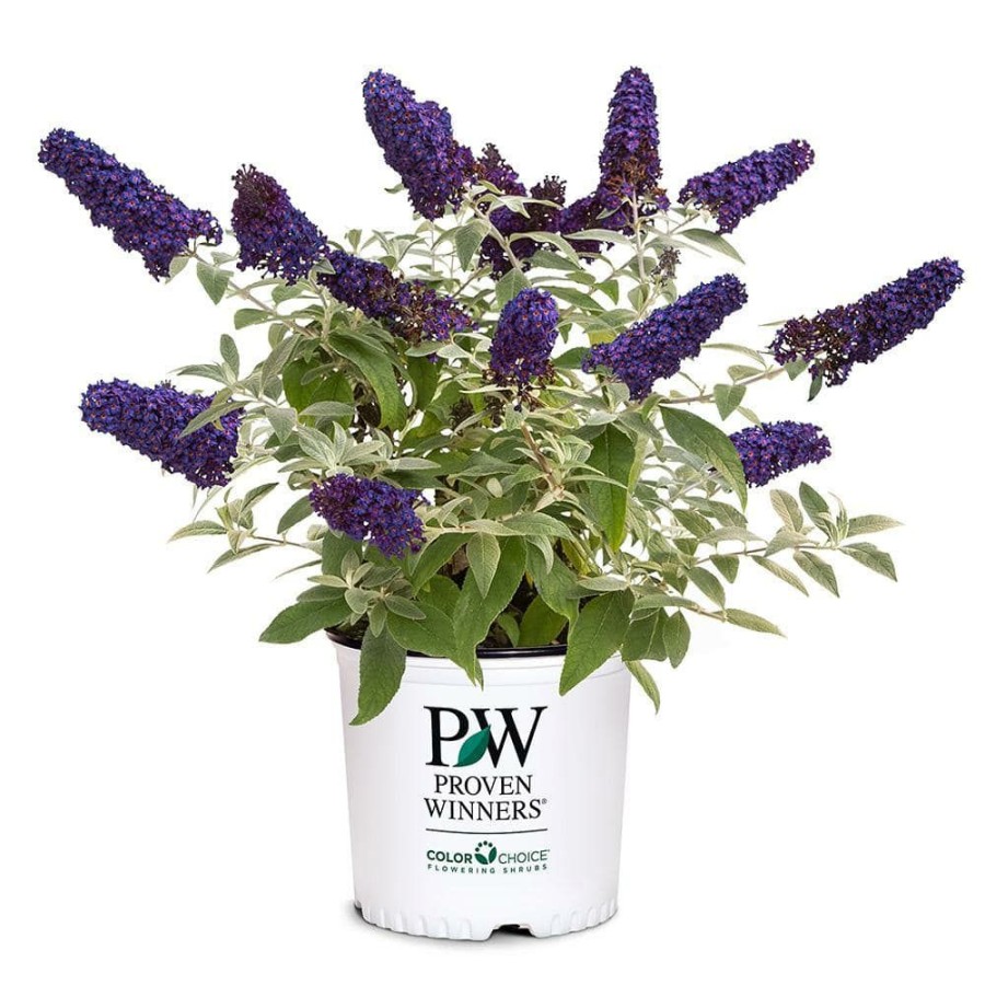 Outdoor Plants * | Wholesale 2 Gal. Pugster Blue Buddeia Shrub With True-Blue Flowers By Proven Winners