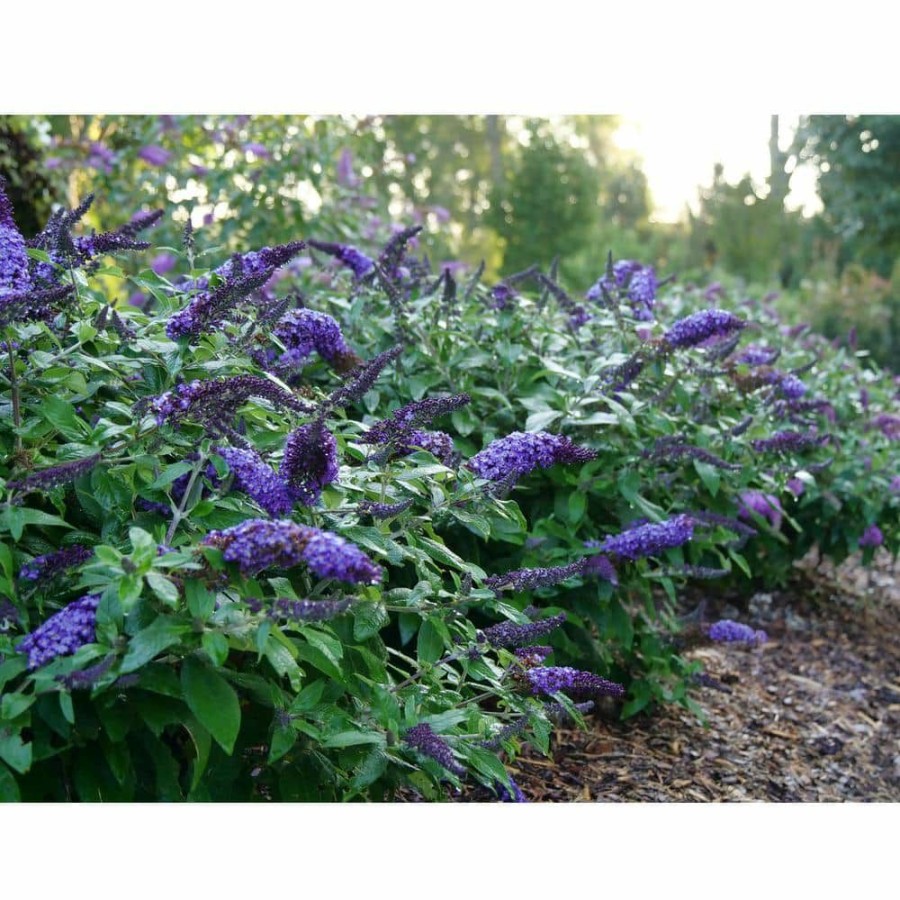 Outdoor Plants * | Wholesale 2 Gal. Pugster Blue Buddeia Shrub With True-Blue Flowers By Proven Winners