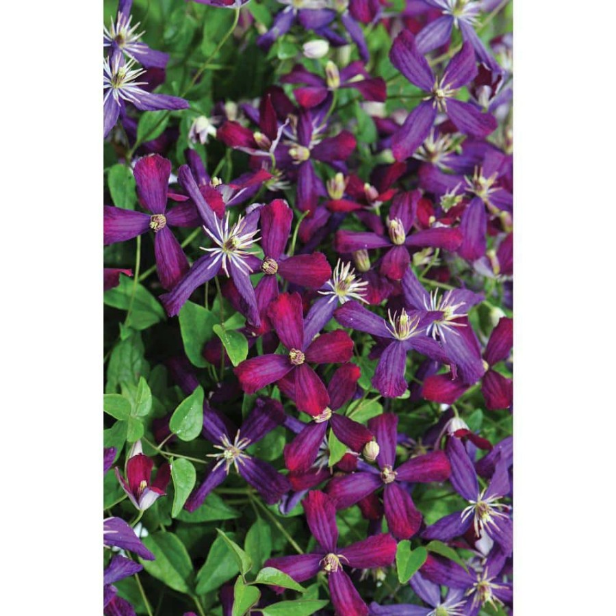 Outdoor Plants * | Wholesale 4.5 In. Qt. Sweet Summer Love (Clematis) Live Shrub, Red-Purple Flowers By Proven Winners