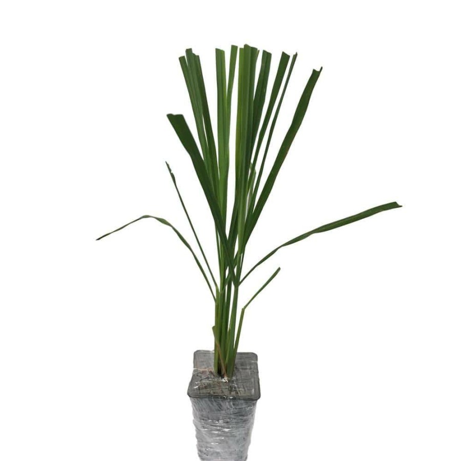 Outdoor Plants * | Best Deal 3-Lemongrass Plants In 3-Seperate 2.25 In. Pots By Daylily Nursery