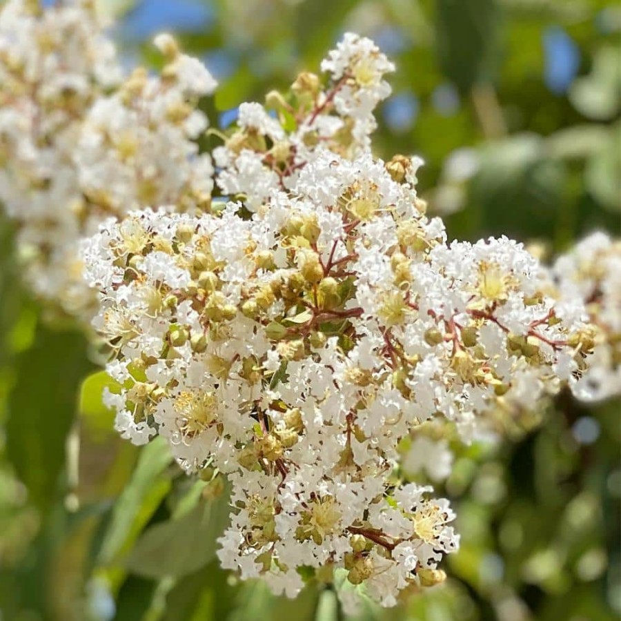 Outdoor Plants * | Coupon 7 Gal. Natchez Crape Myrtle Tree By Unbranded