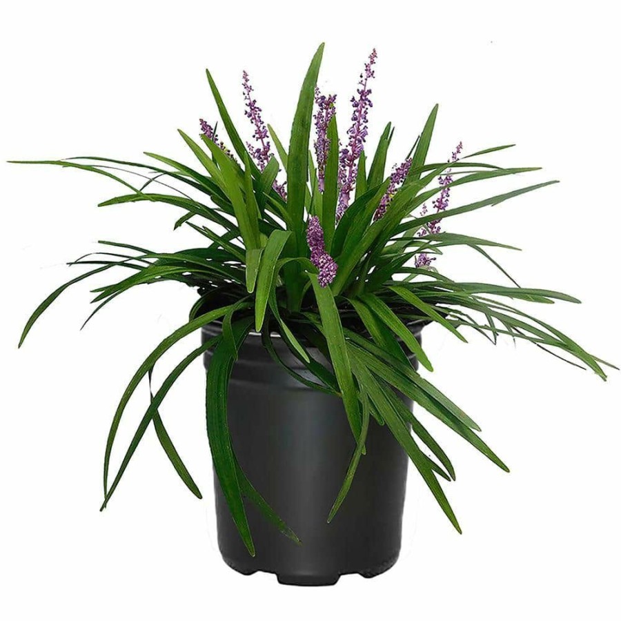 Outdoor Plants * | Deals 2.5 Qt. Big Blue Liriope Plant With Grass-Like Green Foliage And Purple Blooms By Unbranded