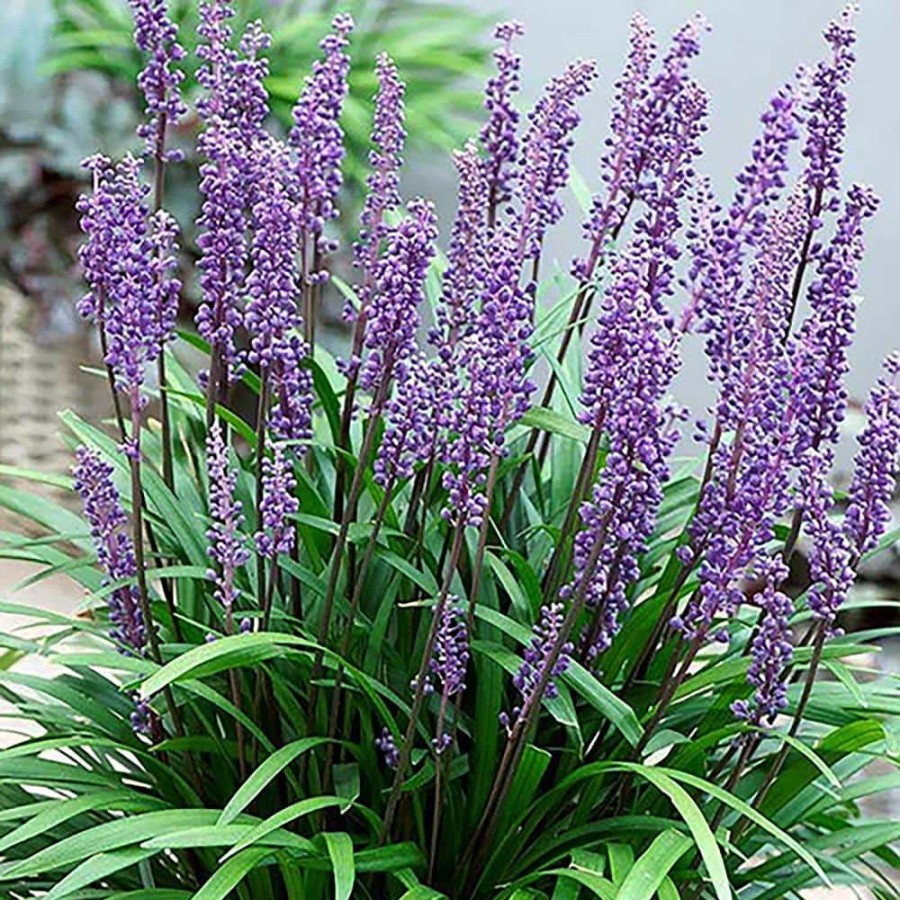 Outdoor Plants * | Deals 2.5 Qt. Big Blue Liriope Plant With Grass-Like Green Foliage And Purple Blooms By Unbranded