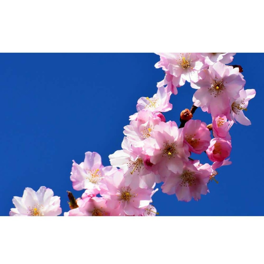 Outdoor Plants * | Best Pirce 3 Ft. Autumnalis Cherry Blossom Tree With Twice Blooming Pink Flowers By Online Orchards