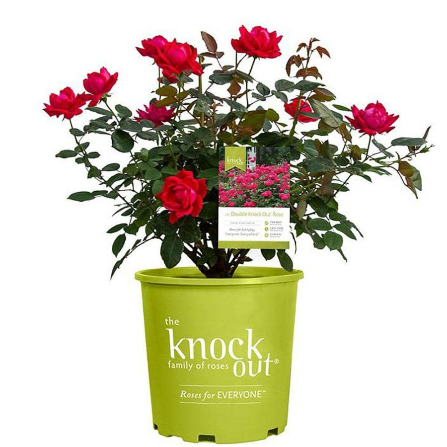 Outdoor Plants * | Best Deal 3 Gal. Red The Double Knock Out Rose Bush With Red Flowers