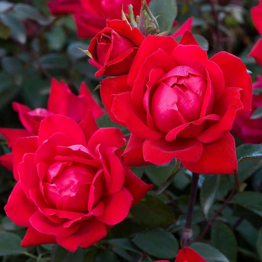 Outdoor Plants * | Best Deal 3 Gal. Red The Double Knock Out Rose Bush With Red Flowers