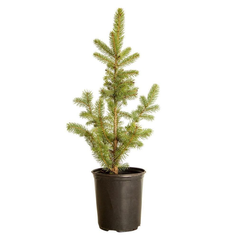 Outdoor Plants * | Best Deal 2.5 Qt Baby Blue Colorado Spruce Live Evergreen Tree By Flowerwood