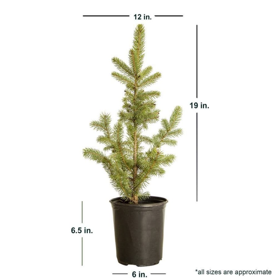 Outdoor Plants * | Best Deal 2.5 Qt Baby Blue Colorado Spruce Live Evergreen Tree By Flowerwood