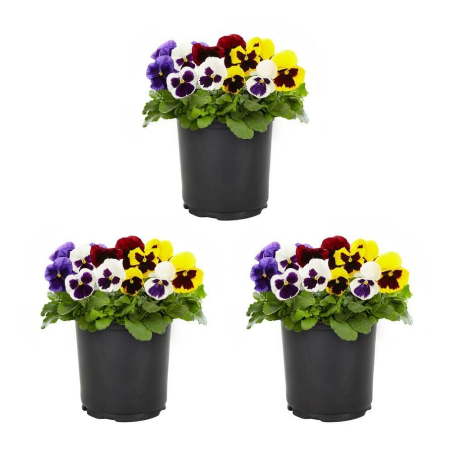 Outdoor Plants * | Flash Sale 2.5 Qt. Pansy Blotch Mix Annual Plant (3-Pack) By Metrolina Greenhouses