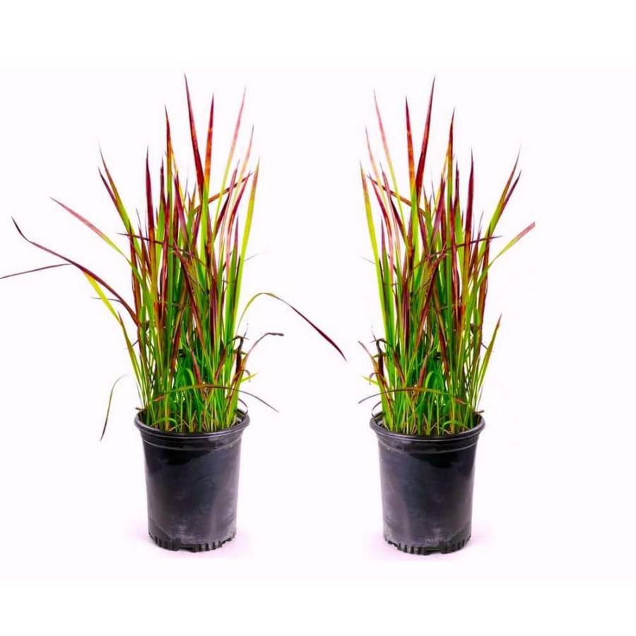 Outdoor Plants * | Best Reviews Of 1 Gal. Japanese Blood Grass With Striking Bright Red Color (2-Pack) By Unbranded