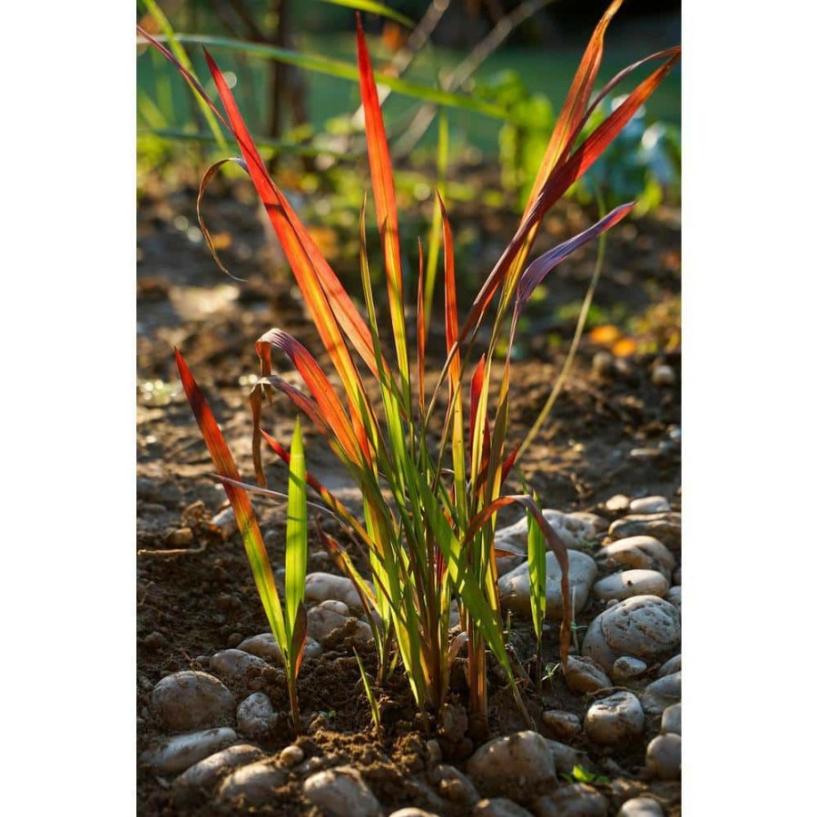 Outdoor Plants * | Best Reviews Of 1 Gal. Japanese Blood Grass With Striking Bright Red Color (2-Pack) By Unbranded