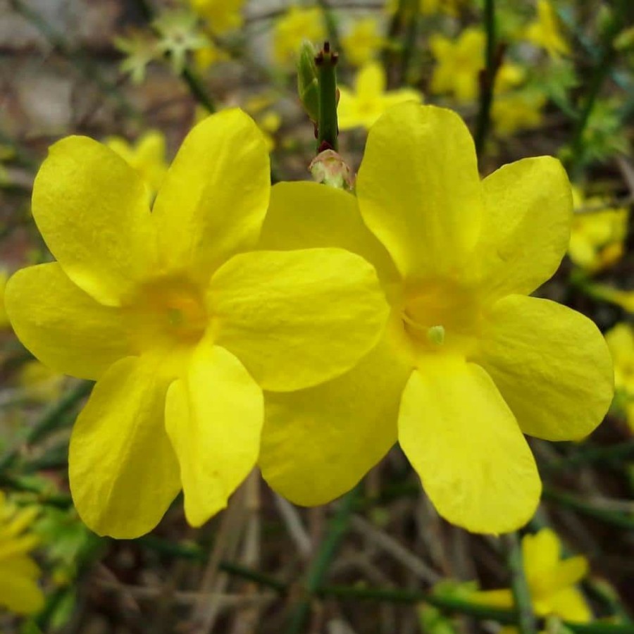 Outdoor Plants * | Cheapest 2.5 Qt. Winter Jasmine Flowering Shrub With Yellow Flowers By National Plant Network