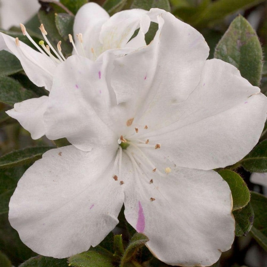 Outdoor Plants * | Hot Sale 1 Gal. Autumn Lily Shrub With Brilliant White And Purple Streaking Reblooming Flowers By Encore Azalea