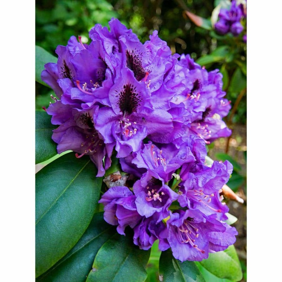 Outdoor Plants * | Best Reviews Of 1 Gal. Florence Parks Rhododendron Shrub Unique Violet Flowers Bloom In Huge Globeshaped Bunches By Online Orchards