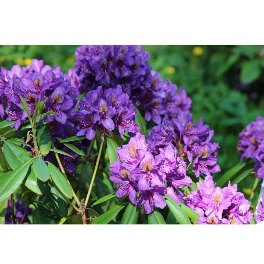 Outdoor Plants * | Best Reviews Of 1 Gal. Florence Parks Rhododendron Shrub Unique Violet Flowers Bloom In Huge Globeshaped Bunches By Online Orchards