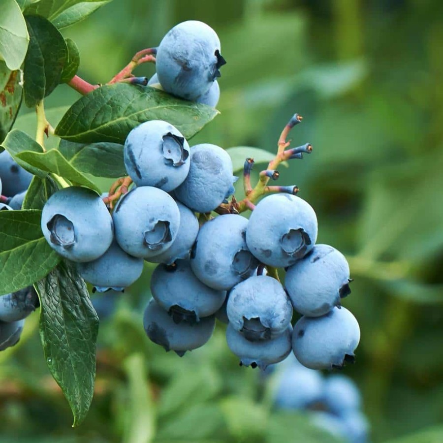 Outdoor Plants * | Best Sale 5 Gal. Tifblue Blueberry Plant Potted By Unbranded