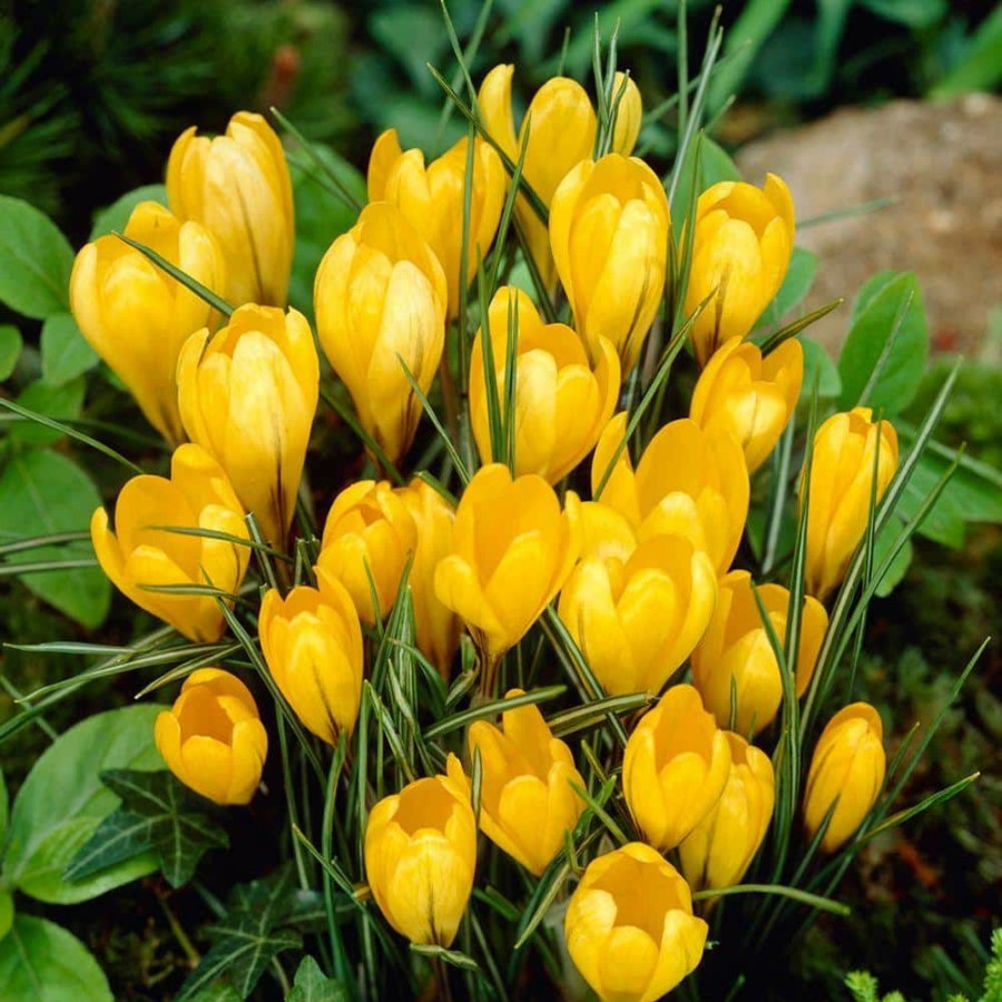 Outdoor Plants * | Budget Crocus Bulbs Yellow Mammoth Flower Bulb (20-Pack) By Bloomsz