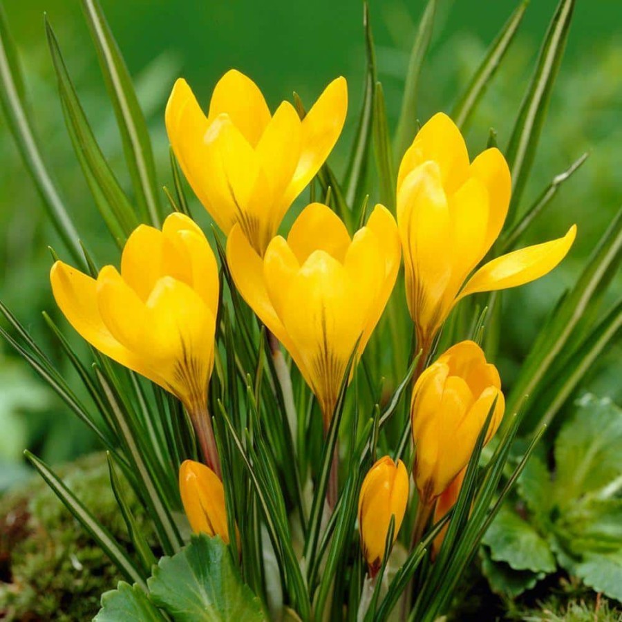 Outdoor Plants * | Budget Crocus Bulbs Yellow Mammoth Flower Bulb (20-Pack) By Bloomsz